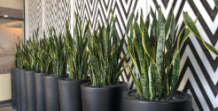 Planters